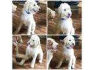 Labradoodle Puppy for sale in Washburn, TN, USA