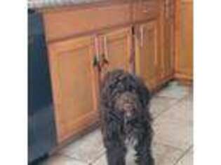 Portuguese Water Dog Puppy for sale in Los Angeles, CA, USA