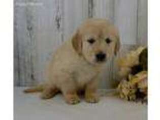 Golden Retriever Puppy for sale in Tuscola, IL, USA