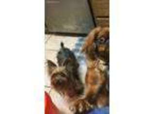 Yorkshire Terrier Puppy for sale in Orange Grove, TX, USA