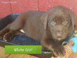 Labrador Retriever Puppy for sale in Poplar Bluff, MO, USA
