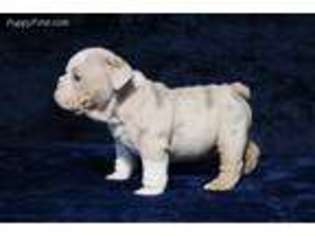 Bulldog Puppy for sale in Torrance, CA, USA