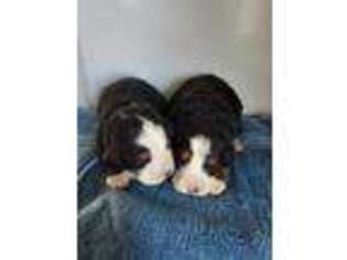Bernese Mountain Dog Puppy for sale in Marion, MI, USA