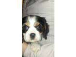 Cavalier King Charles Spaniel Puppy for sale in Keego Harbor, MI, USA