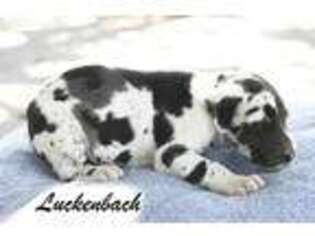 Great Dane Puppy for sale in Nocona, TX, USA