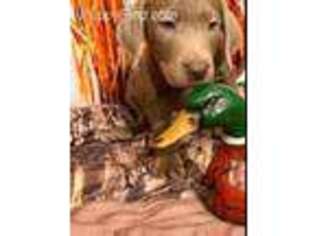 Labrador Retriever Puppy for sale in Newborn, GA, USA