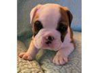 Bulldog Puppy for sale in Oakwood, IL, USA