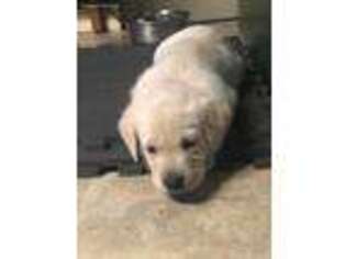 Labrador Retriever Puppy for sale in Trenton, MI, USA