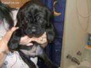 Cane Corso Puppy for sale in Seabeck, WA, USA