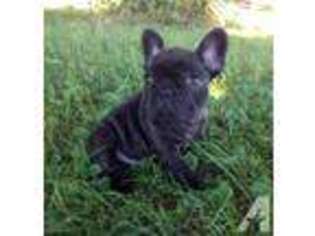 French Bulldog Puppy for sale in ASHLAND, OH, USA