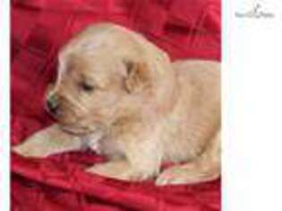 Goldendoodle Puppy for sale in Harrisburg, PA, USA