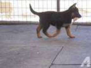German Shepherd Dog Puppy for sale in FRENCH GULCH, CA, USA