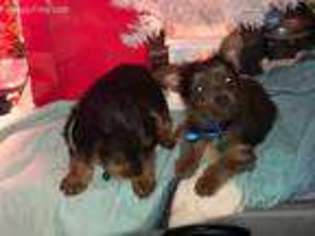 Yorkshire Terrier Puppy for sale in New London, NC, USA