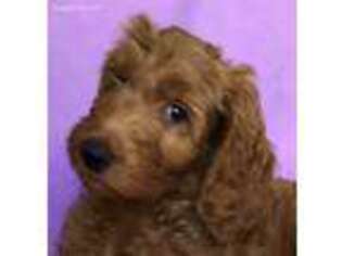 Goldendoodle Puppy for sale in Colorado Springs, CO, USA