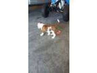 American Bulldog Puppy for sale in Claremore, OK, USA