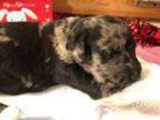 Labradoodle Puppy for sale in Troy, IL, USA