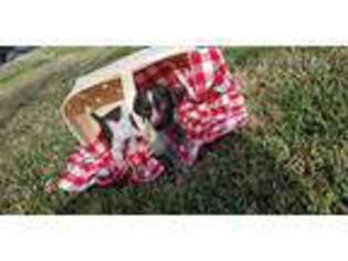 German Shorthaired Pointer Puppy for sale in Cedar Creek, TX, USA