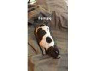 German Shorthaired Pointer Puppy for sale in Saint Marys, OH, USA