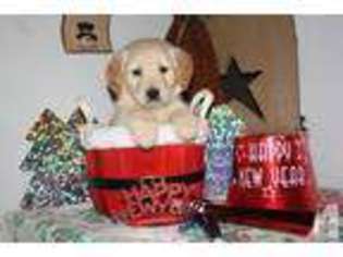 Labrador Retriever Puppy for sale in SALINEVILLE, OH, USA