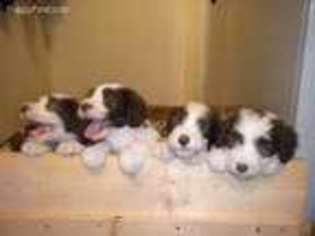 Bearded Collie Puppy for sale in Herington, KS, USA