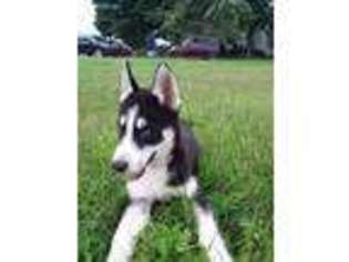 Siberian Husky Puppy for sale in Deerbrook, WI, USA