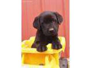 Labrador Retriever Puppy for sale in Paden, OK, USA