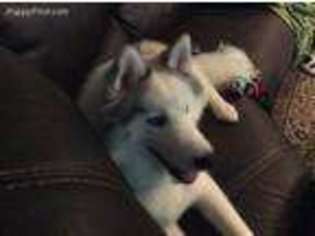 Siberian Husky Puppy for sale in Roswell, GA, USA