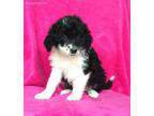 Portuguese Water Dog Puppy for sale in Berlin, OH, USA