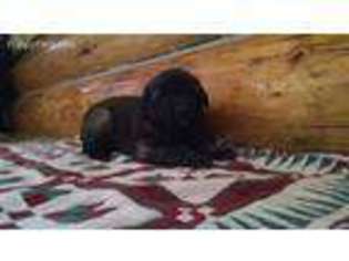 Medium Photo #1 Leonberger Puppy For Sale in Rexford, MT, USA