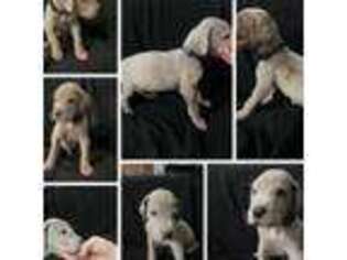 Great Dane Puppy for sale in Ridgecrest, CA, USA
