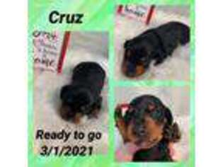 Dachshund Puppy for sale in Altus, AR, USA