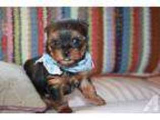 Yorkshire Terrier Puppy for sale in HUTTO, TX, USA