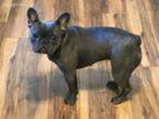 French Bulldog Puppy for sale in Plumerville, AR, USA