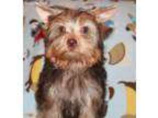 Yorkshire Terrier Puppy for sale in Parkersburg, WV, USA
