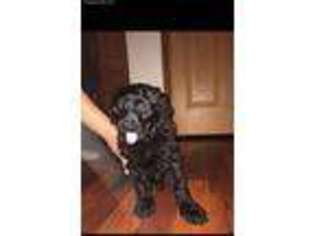 Goldendoodle Puppy for sale in Pleasantville, IA, USA