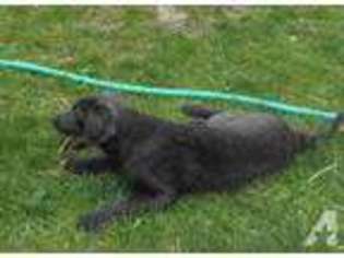 Labrador Retriever Puppy for sale in RUFFS DALE, PA, USA