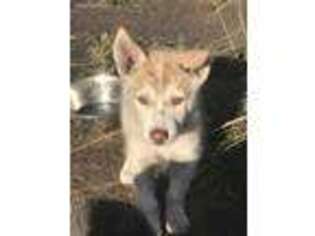 Siberian Husky Puppy for sale in Bondurant, WY, USA