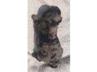 Labradoodle Puppy for sale in Menomonee Falls, WI, USA