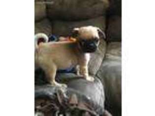 Pug Puppy for sale in Stanley, VA, USA