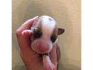 Pembroke Welsh Corgi Puppy for sale in Dade City, FL, USA