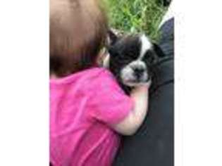 French Bulldog Puppy for sale in Gays Mills, WI, USA