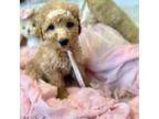 Goldendoodle Puppy for sale in Pembroke Pines, FL, USA