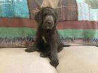 Labradoodle Puppy for sale in Lewisburg, KY, USA
