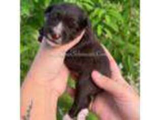 Mutt Puppy for sale in Lake Placid, FL, USA