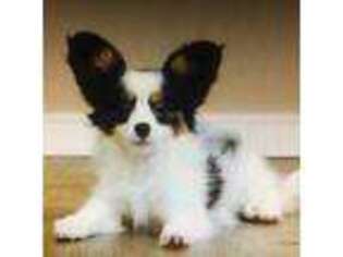 Papillon Puppy for sale in Holiday, FL, USA