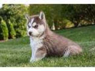 Siberian Husky Puppy for sale in Shipshewana, IN, USA