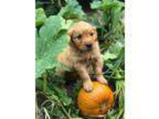 Golden Retriever Puppy for sale in Snohomish, WA, USA