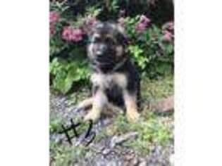 German Shepherd Dog Puppy for sale in West Winfield, NY, USA