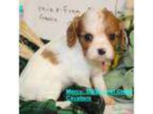 Cavalier King Charles Spaniel Puppy for sale in Quapaw, OK, USA