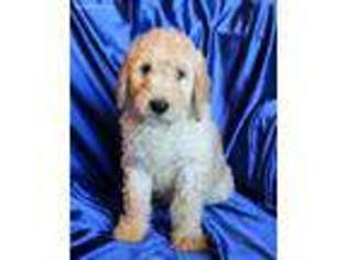 Goldendoodle Puppy for sale in Walhonding, OH, USA